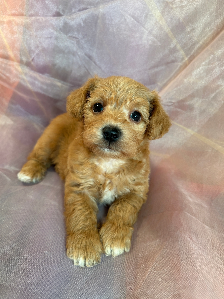 Female Schnoodle Puppy for Sale DOB 8-21-2023 $1200